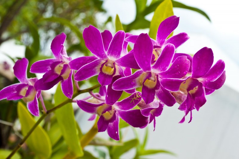 Departamento de Agricultura e Senar abrem inscrições do curso de orquídeas